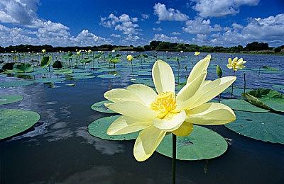 《SushiCup Legend》登陆Steam 找不同新游